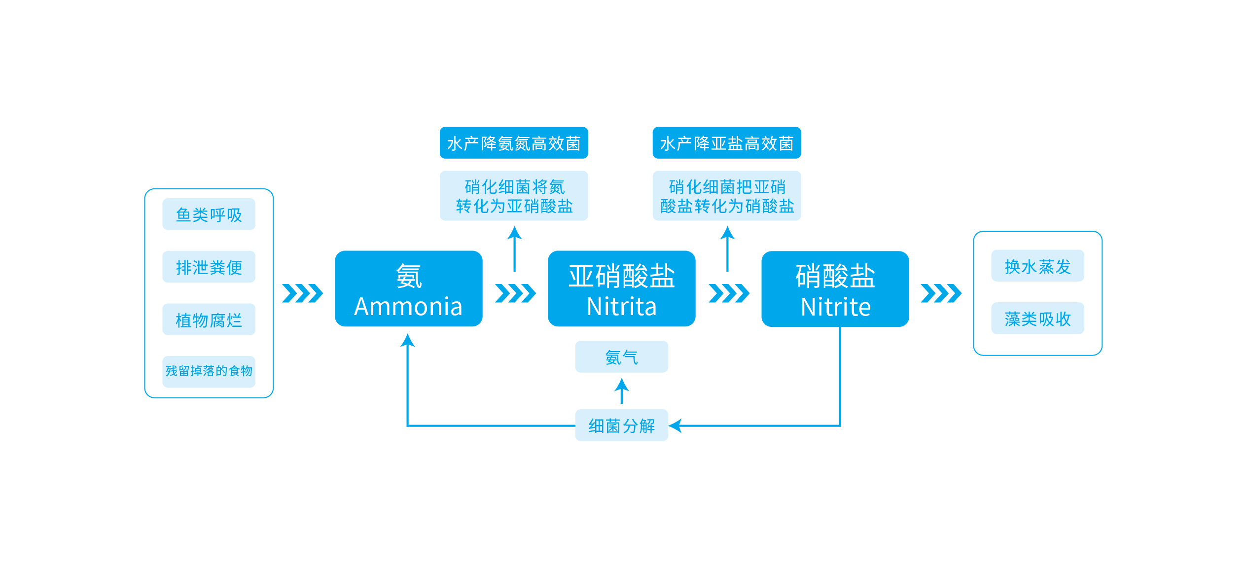 水產養(yǎng)殖生態(tài)脫氮原理